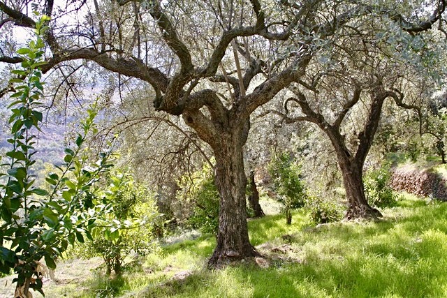 The private park of the La Esperanza boutique hotel in Granada is full of organic fruit trees 