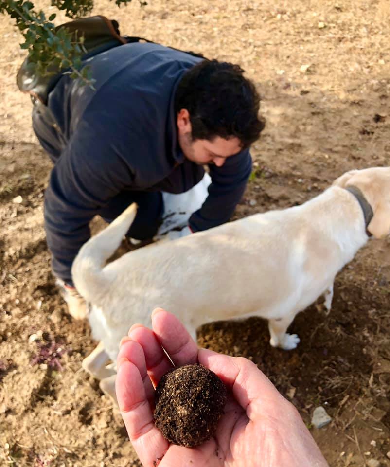 Hunting for black truffles in Mora de Rubielos in Spain