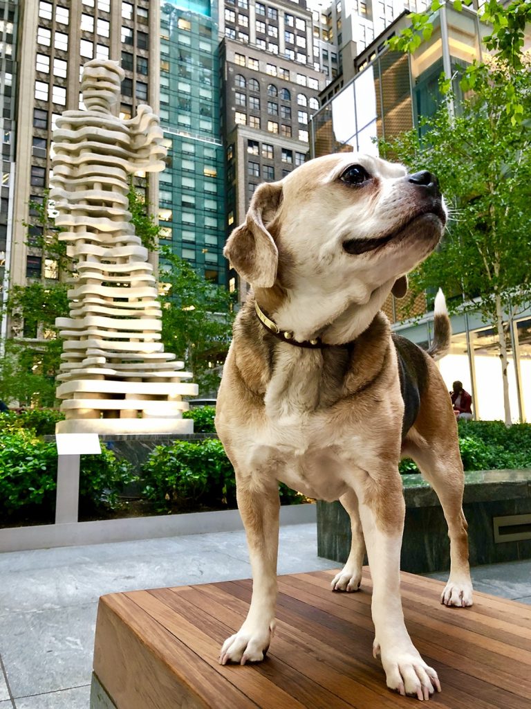 A French beagle named Taffy who lives in Manhattan is best guide in New York. She hangs around Central Park, Saks Fifth Avenue and the NYPD. 