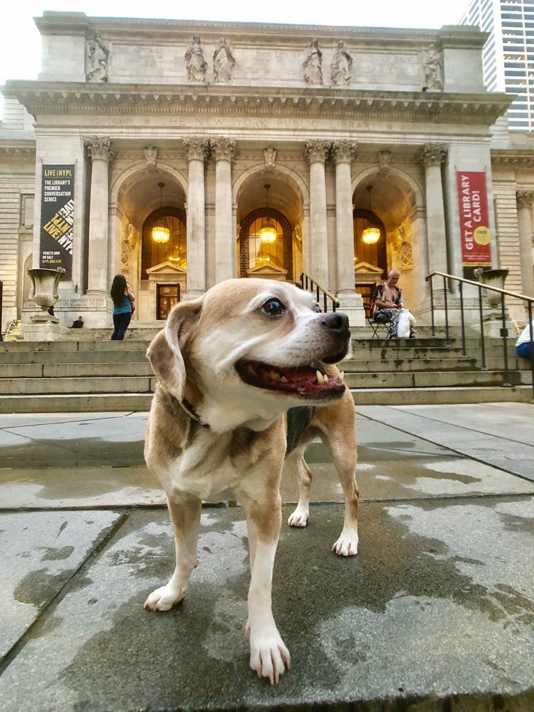 A French beagle named Taffy who lives in Manhattan